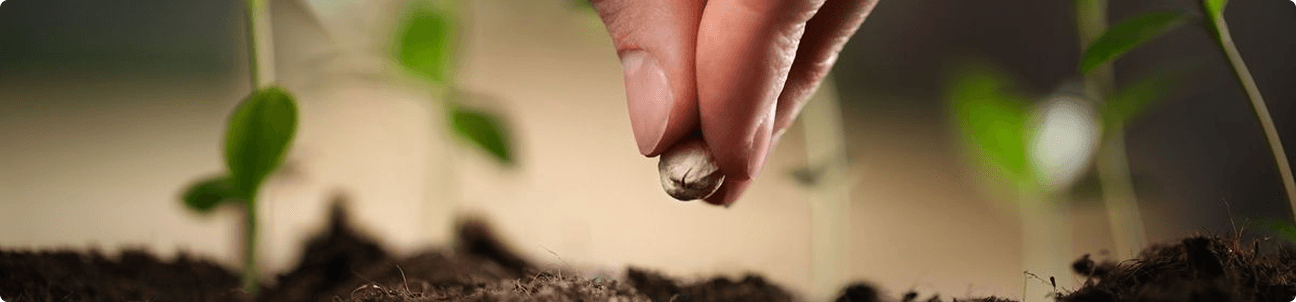 Coaching and Mentorship